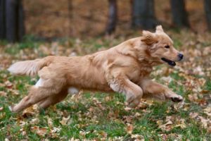 Acer the Wonder Dog running