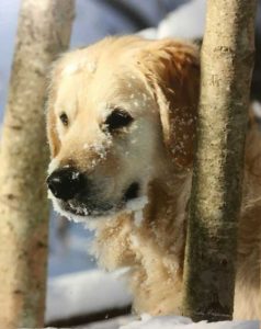 Milo in Snow between two trees