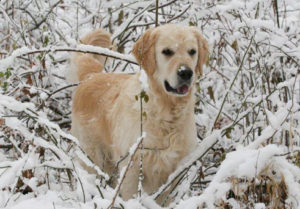 Milo the dog in snow