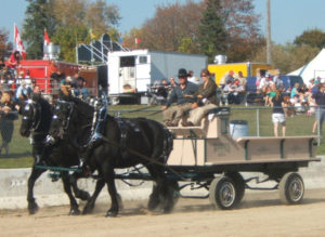 Penni driving the team of horses