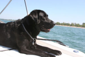 Gunner the black lab on boat