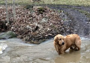 Acer in the creek