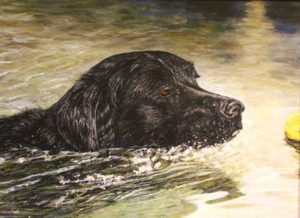 Gunner in the water chasing ball image