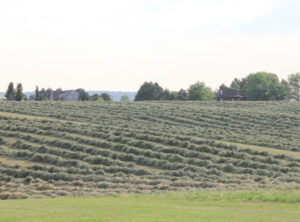 fresh cut hay