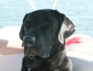 Gunner the black lab enjoying a boat ride