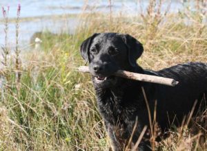Gunner black lab with stick
