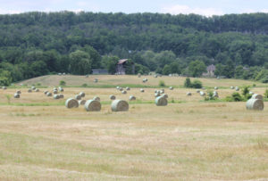round bales of hay