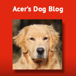 Acer Dog Blog click box