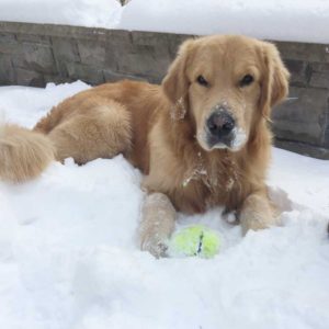 Acer in the snow with ball