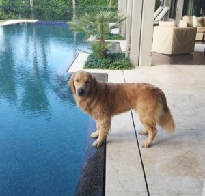 Acer by the pool