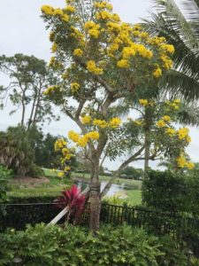 John Wordsworth Tabeduia Tree
