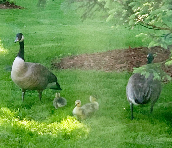 the Gosling Family with