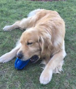 Acer the Quarterback chewing on football