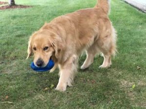 Acer the golden retriever running back with football