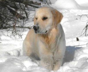 Milo Wordsworth as a puppy in the snow