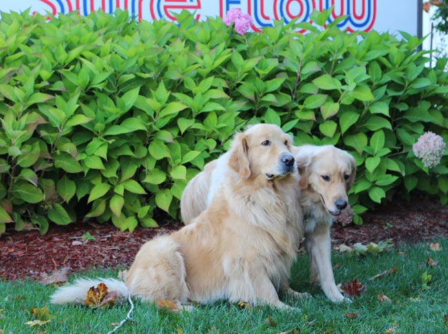 the two dogs in front of the Sure Flow sign