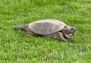 snapping turtle on grass