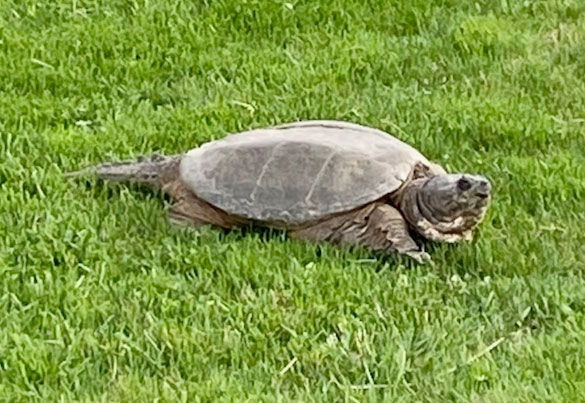 snapping turtle on grass